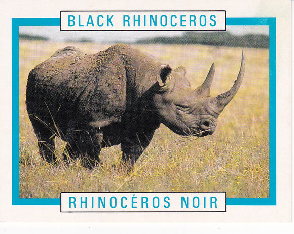 Kellogg's Canadian Wildlife Federation Black Rhinoceros trading card