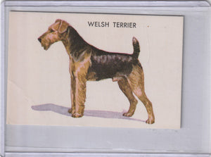 Welsh Terrier 1960s General Mills Gravy Train Dog Picture Card