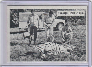 1966 Philadelphia "Philly" Gum Daktari card #31 Tranquilized Zebra