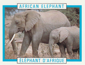 Kellogg's Canadian Wildlife Federation African Elephant trading card