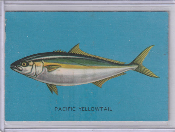 1962 Parkhurst Fish (V339-19) card #15 Pacific Yellowtail