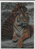 San Diego Zoo Animals of the Wild TekChrome card T1 Sumatran Tiger